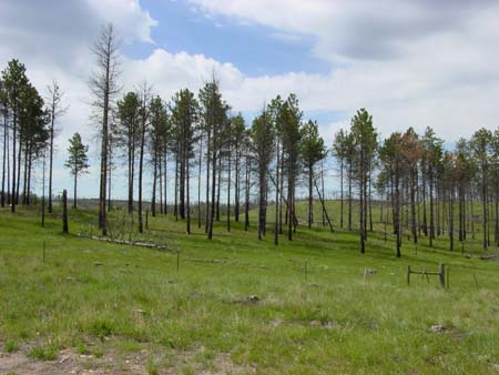 40_jcnm_20050606