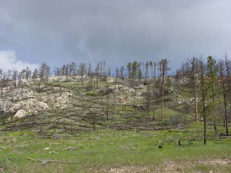 42_jcnm_20050606