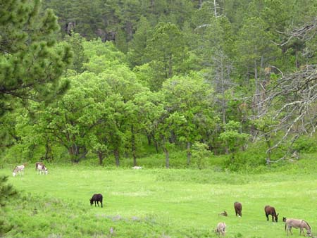 06_csp_20050607