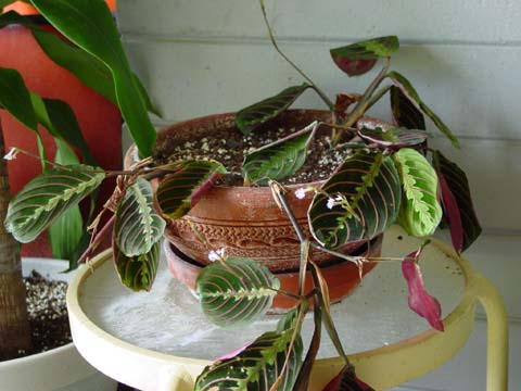 2004080918