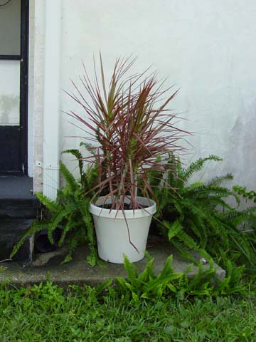 2004080932