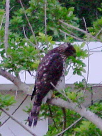 2004080904