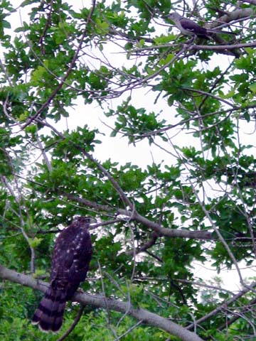 2004080906