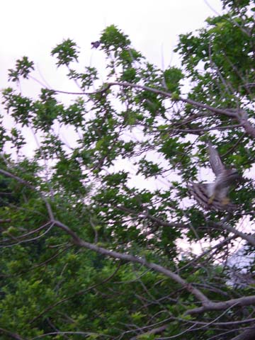 2004080907